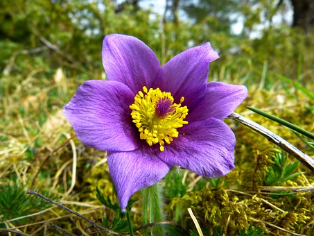 Pulsatilla Nigricans Homeopathic Remedy